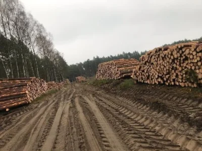 boboliwo - @Chodtok: bór też za nimi nie przepada...