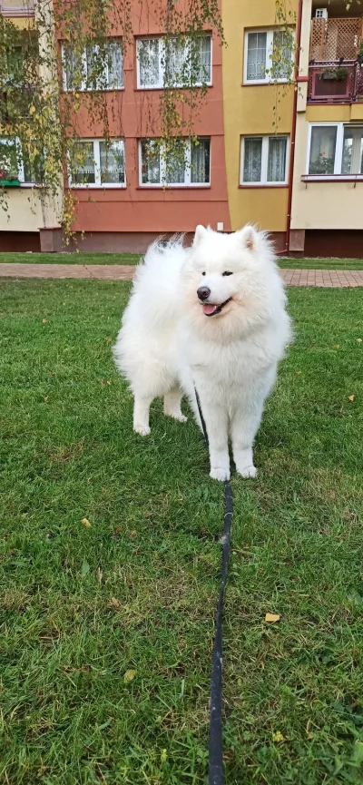 Mlonger - @BezDobry też mam Samoyeda z problemami, tyle że to trzustka. Leki mniej wi...