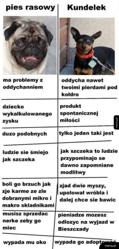 szasznik - @BezDobry: ludzie kupują psy z wadami genetycznymi i później płaczą że idz...