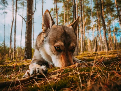 pranko_csv - #dziendobry #prankothewolfdog #las