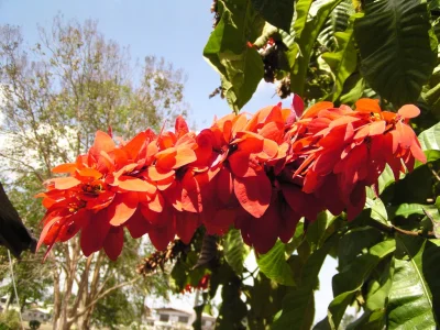 tbhilt - Narodowym kwiatem Trynidadu i Tobago jest "Warszewiczia coccinea", która zos...