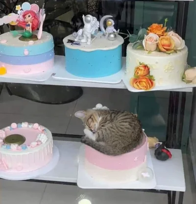 O.....0 - #slodkosci #slodycze #tort #koty #smiesznykotek 
Taki prezent na urodziny p...
