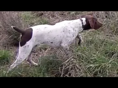 vectoreast - Popsuł się właściciel. Pies to typowy myśliwski pointer - wystawia zwier...