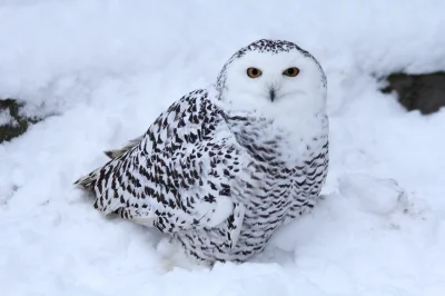 herbatawmleku - @100x: sowa śnieżna, moim zdaniem jedna z ładniejszych <3