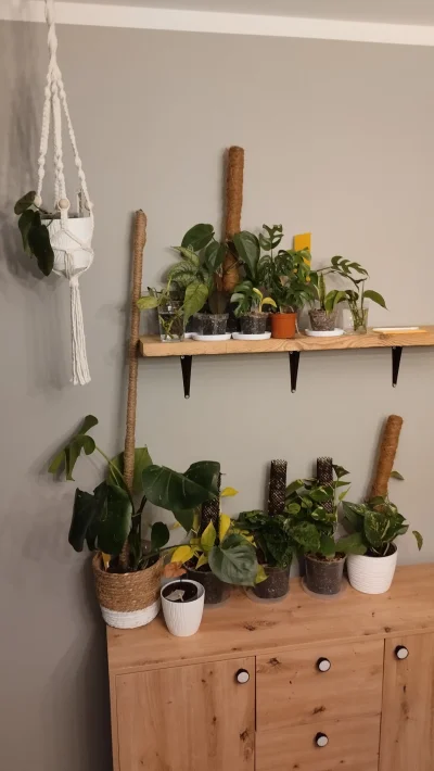Idahoo - Zamontowałem sobie wczoraj półkę nad komodą w sypialni, bo mi się rośliny pr...