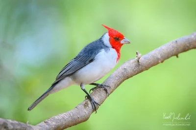 Lifelike - Kardynałek czubaty (Paroaria coronata)
Autor
#photoexplorer #fotografia ...