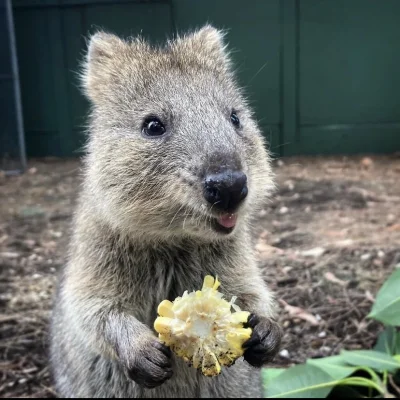 hcbadixhc - Młodziak. 
#quokka #quokkanadzis #zwierzaczki