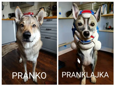 pranko_csv - Kto był pierwszy w kosmosie?
#prankothewolfdog #smiesznypiesek