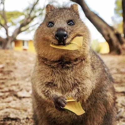 hcbadixhc - Quokka z liściem nie na głowie.
#quokka #quokkanadzis #zwierzaczki