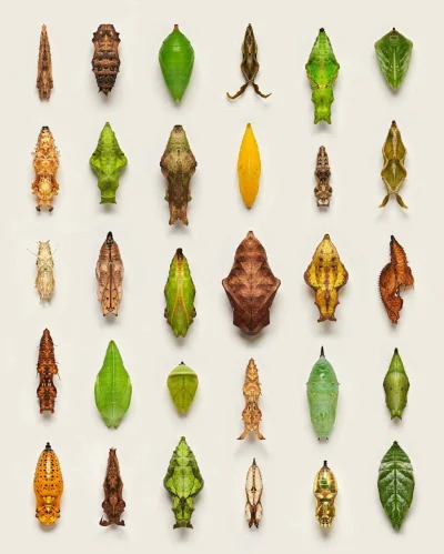 Borealny - Różne kokony i poczwarki motyli, sfotografował Levon Biss.
#ciekawostki #...