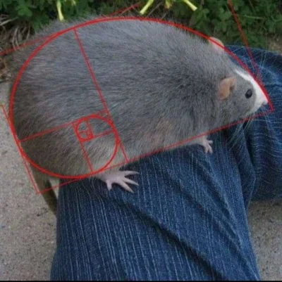SwietlistySzlak - Szczur Fibonacciego