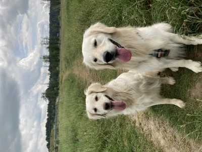 Syarho - Piesek miodny w letnim wydaniu ( ͡° ͜ʖ ͡°)
#goldenretriever #psy #zwierzacz...