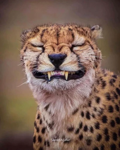 GraveDigger - Co ten gepard ( ͡° ͜ʖ ͡°)
#zwierzaczki #smiesznypiesek #smiesznykotek