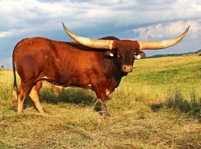 PawelW124 - #rolnictwo #zwierzeta 

Ciekawe jak takiego texas longhorna poakuje się...