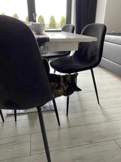 luxpl - Za duży kot czy za małe krzesło? #koty #smiesznekotki #pokazkota