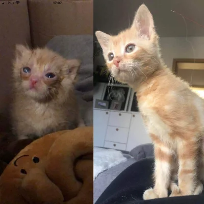 Fifczy - Kot Bigos porzucony przez matkę, znaleziony w trawie 18.09.2022. Miał wtedy ...