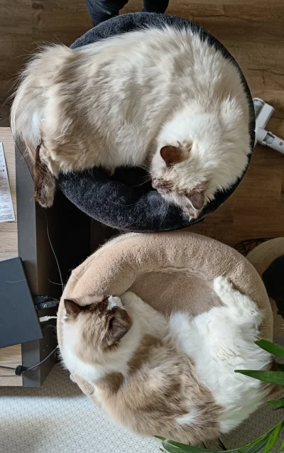 Przwoj - Yin & Yang
#wykopragdollclub #wykopragdollclub #pokazkota #klemens #lucjan