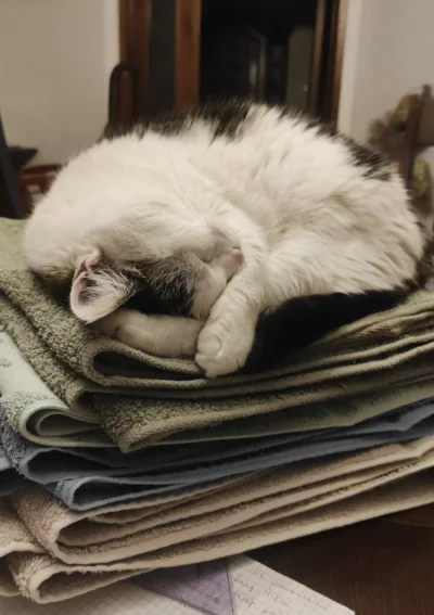 cutecatboy - Uprane ręczniki: istnieją

Kot:

#pokazkota #koty
