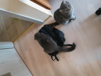 Tentypsie_patrzy - @cutecatboy: plecak: leży na podłodze 

Kot: 

SPOILER