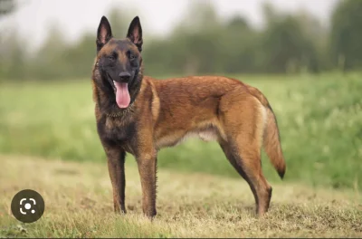 an2one - @Zaczytanaa: Belgian malinois