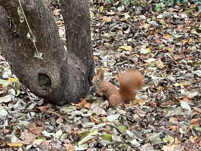 cuda_maker - Wiewiórka pospolita (Sciurus vulgaris) Hej! Będę wrzucał pod tagiem #cud...