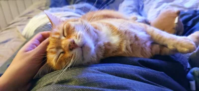 WideOpenShut - Śpię sobie i cichutko chrapię ʕ•ᴥ•ʔ
#pokazkota #kitku #kot