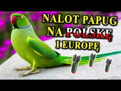 s.....2 - mamy papugi w polsce (｡◕‿‿◕｡) #papugi #ptaki