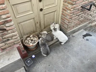 t.....L - Słodkie #kitku #koty #koteczkizprzypadku w Tbilisi #gruzja

#podroze #pod...