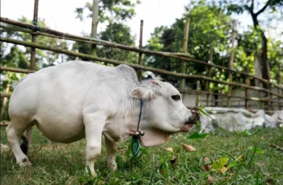 Loskamilos1 - Rani, najmniejsza krowa na świecie, mierzyła 50 centymetrów i ważyła 26...