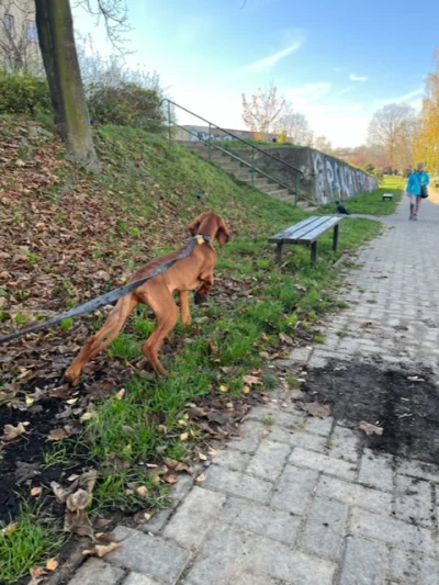 Peenie - Ktoś jest mi w stanie udzielić informacji jak wyglada struktura PZŁ w #katow...