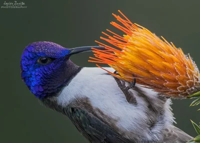 Lifelike - Górzak fioletowogłowy (Oreotrochilus chimborazo) [samiec]
Autor
#photoex...