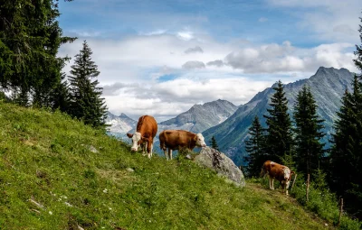 Borealny - Alpy Zillertalskie 
Fot. Wolfgang Krassnitzer ~
#earthporn #natura #foto...