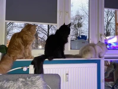 maikeleleq - -2 stopnie a na balkon kolejka, dziwne koty #pokazkota #koty #mainecoon ...