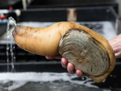 Red_u - @MlodyWilk: Myślałem że to Geoduck ale coś mi nie pasuje. To chyba jakiś małż...