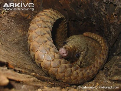 hamborgir - pangolin
#pangolin