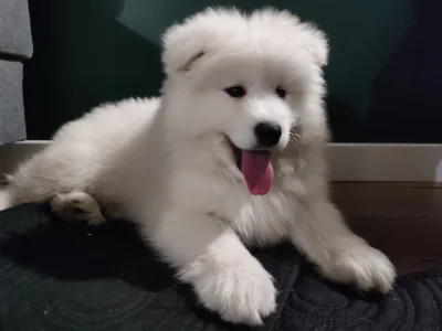 pytokonda - Mirasy szukam imienia dla tego bydlaka.
Samiec samoyed 
#pies