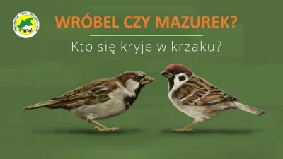 m.....d - @Kantorwymianymysliiwrazen: Mazurek ma brązową czapeczkę i czarną plamkę na...