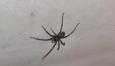 snipspod22 - u kumpla w garażu taki pająk się znalazł, co to za gatunek?

#kiciochp...