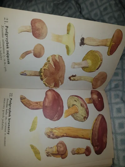 catch - @bkwas: Na przykład takie? Mały atlas grzybów, dr Albert Pilát, ilustracje Ot...