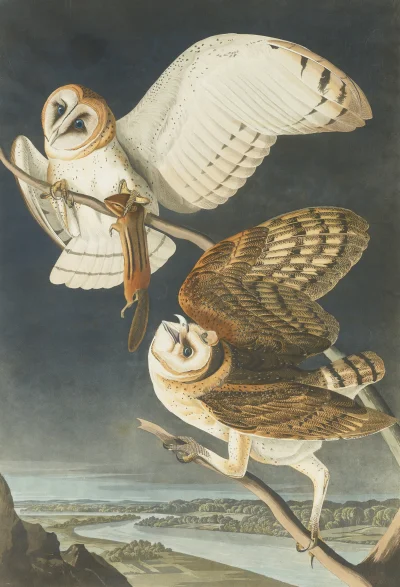 Borealny - Barn Owl - John James Audubon - 1833
#malarstwo #obrazy #sztuka #art