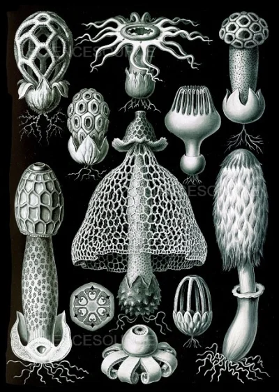 xhoax - @bkwas: Ernst Haeckel robił niesamowite ilustracje wszyskiego co żywe: