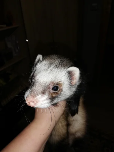 gocha_34 - @Borealny my ferret