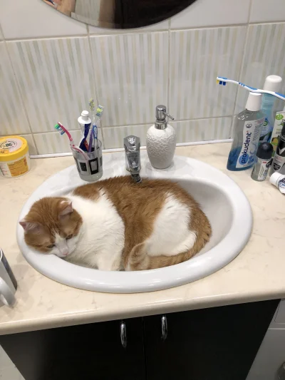 bartlomiej_rakowski - kot się nalał do umywalki ( ͡° ͜ʖ ͡°)