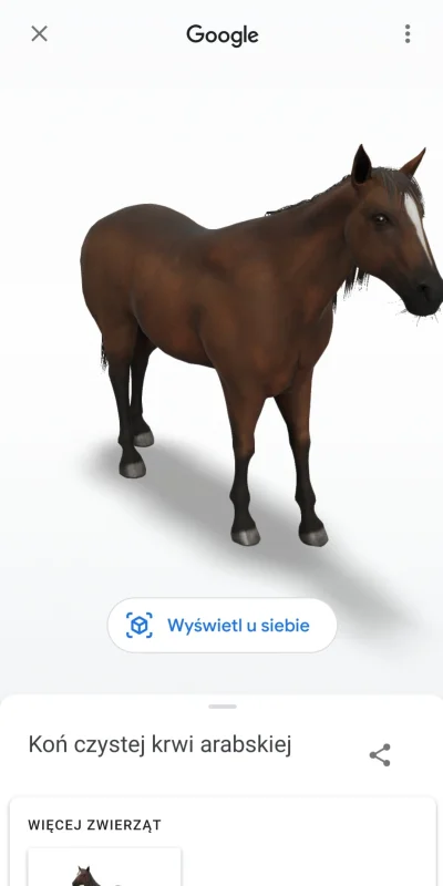 pogop - W Google można sobie zobaczyć konia w 3D z każdej strony i w przybliżeniu XD ...