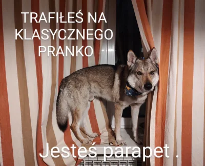 pranko_csv - #prankothewolfdog #heheszki #smiesznypiesek #psy #pokazmorde #pokazpsa