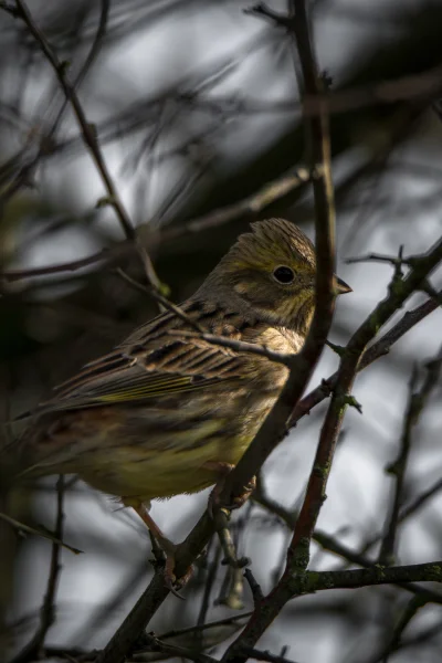 Ber3n - Niedzielny brubelek
#fotografia #brubel #przyroda #ptaki #zwierzeta