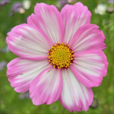 Chodtok - kwiatuszek dla cb

#dailykwiatuszek #dailykwiatuszek2