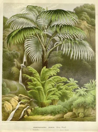 Borealny - Flora europejskich szklarni i ogrodów - Louis van Houtte, wydanie z 1845 r...