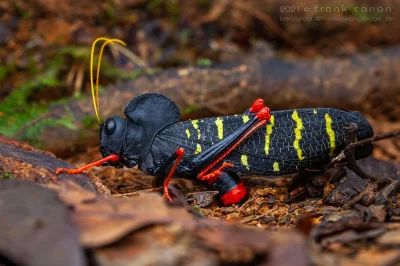 likk - zamiast powitania słów #porannaporcja Monachidium lunumów
 
Monachidium lunu...