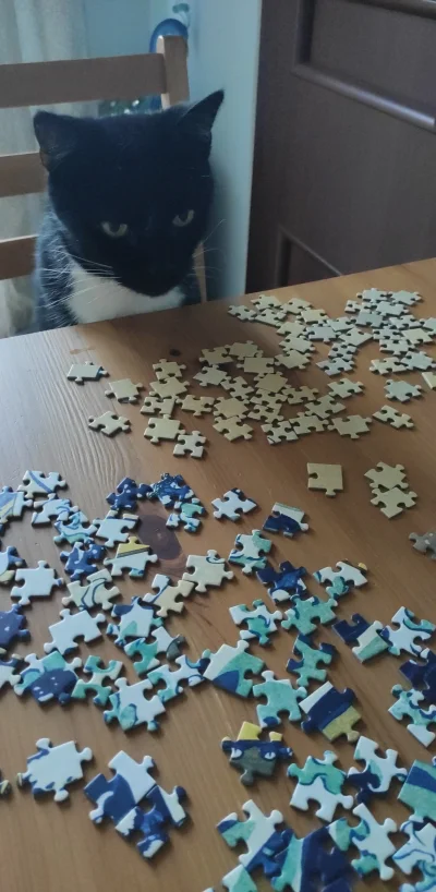 tabula_okrasa - Otwieram nitkę tematyczną "Koty i puzzle", pokażcie waszych pomocnikó...
